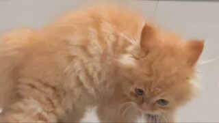 Kucing lucu