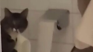 "يا قطة، يبدو أنني سأتعرض للضرب"