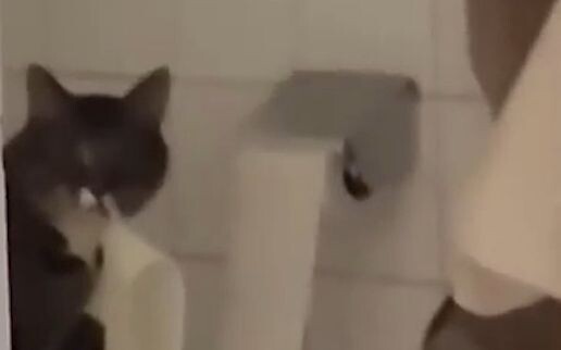 "แมวๆ ฉันสิ กำลังจะโดนตีแล้ว"