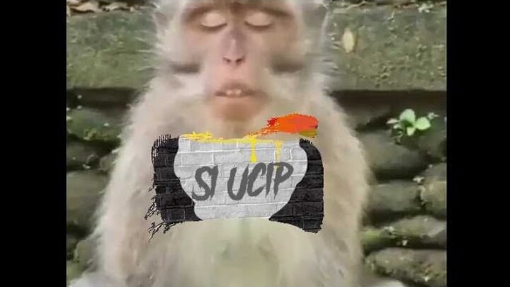 Lucu Perilaku Hewan-Hewan Ini 😂🤣