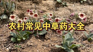 Daftar Lengkap Tanaman yang Sering Ditemukan di Pedesaan