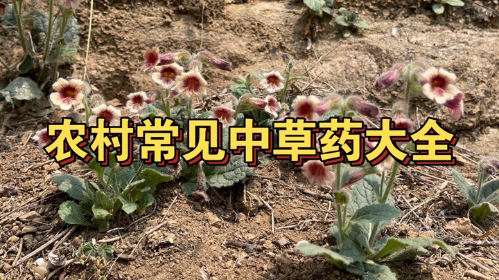 รวมพืชที่พบได้ทั่วไปในชนบท