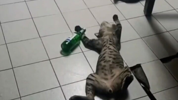 Top-notch kitten