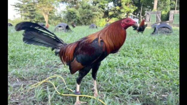 duero 3stag combo derby first fight HI ACTION X 5K SWEATER👌