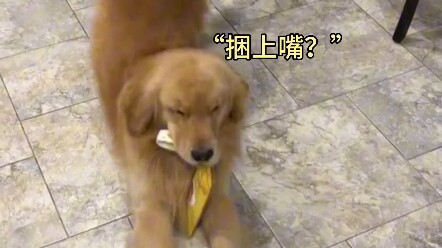 Comfort Dog: If you keep crying, I'm going on strike!