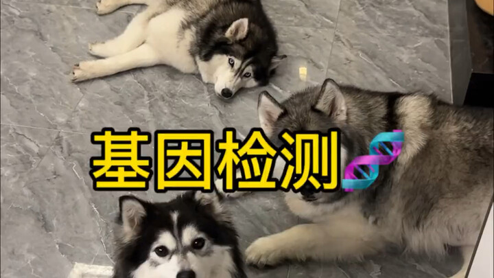 รอมา 20 วัน สุดท้ายผลตรวจยีนของหมาบ้านเราก็ออกมาแล้ว!