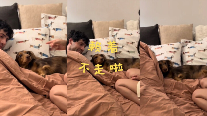 ลูกดัชชุนตัวน้อยของฉันดูเหมือนจะติดพันแฟนฉันเข้าให้แล้ว