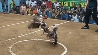 Cobra win @ San Mateo Arena 🐓