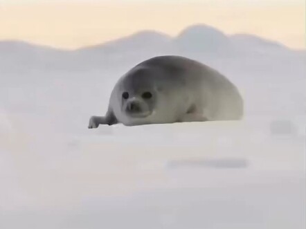 แมวน้ำเวดเดลล์จะคลานเข้ามาด้วยความอยากรู้เมื่อเห็นมนุษย์