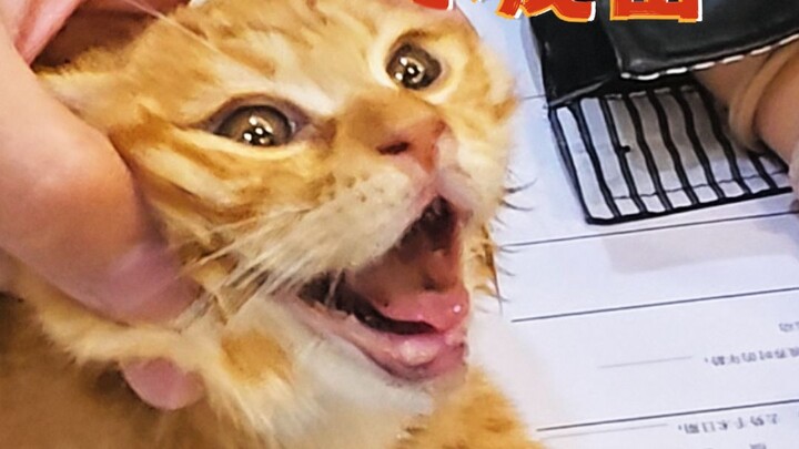 One swing and I’ll smash this cat’s face so hard its jaw’ll flip open!