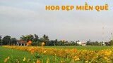 HOA ĐẸP MIỀN QUÊ - Nét duyên bình dị ngọt ngào | Đặc sản miền sông nước