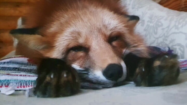 Why is the dozing fox making cute noises?
