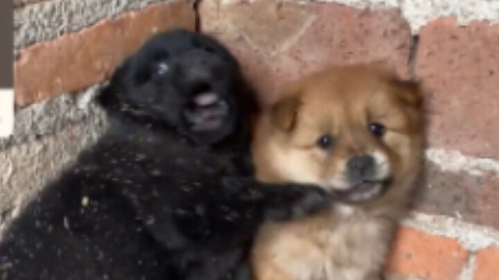 เสี่ยวเฮย: วันนี้เจอหมาแล้ว