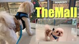 Shih Tzu Dog Goes to The Mall For The First Time. It's A Happy New Year!