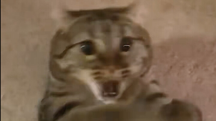 Mèo mèo: ????