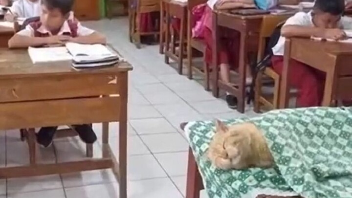 "Purrfect School Days"