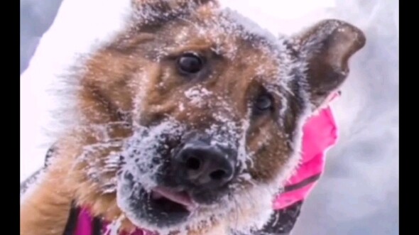 The搜救dog’s gaze as it spots a survivor seems to say: “Don’t be afraid—I’m here!”