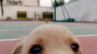 ไม่มีสุนัขตัดแต่งขนตัวใดสามารถปฏิเสธ "อึ อึ อึ!"