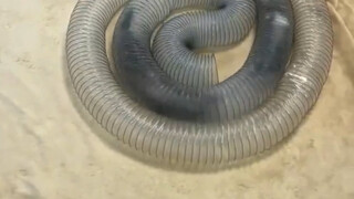 One water hose is enough for them to play with all day～～