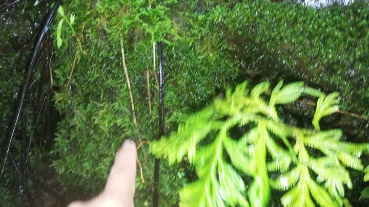 MOSS MELIMPAH DIBENDUNGAN AIR WARGA LEBONG TANDAI