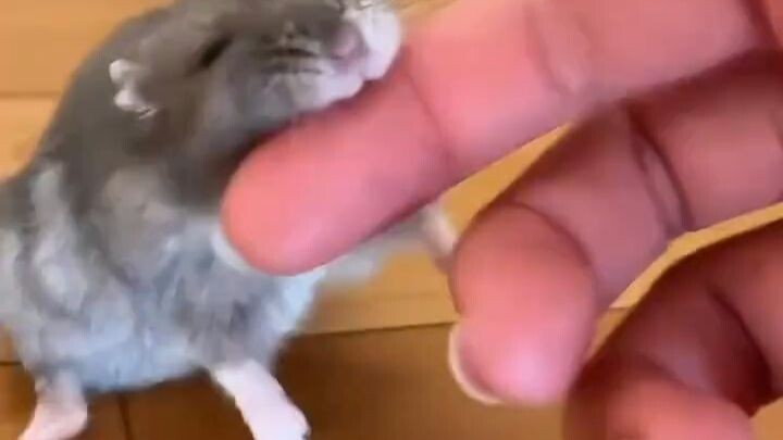 Does it scare you when a hamster bites you?