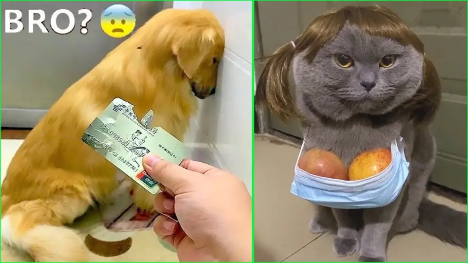 Funny Dog And Cat 😍🐶😻 Funniest Animals #71 - Bilibili