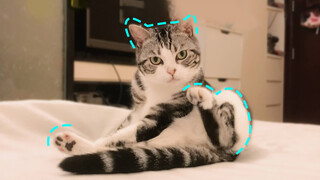 Kittens Enjoy Playing With Themselves