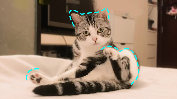 Kittens Enjoy Playing With Themselves