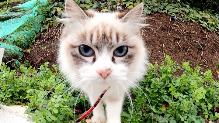 A stunning Siamese cat that suddenly appeared at the cat gathering
