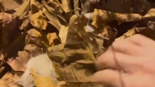 ขอโทษจริงๆ ขอโทษนะแมวน้อย และขอโทษทุกคนด้วย