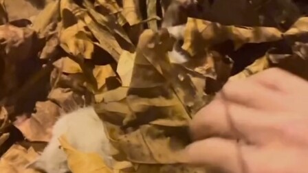 ขอโทษจริงๆ ขอโทษนะแมวน้อย และขอโทษทุกคนด้วย