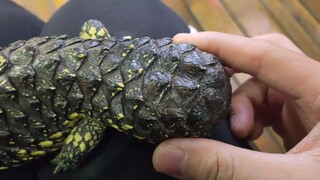 เจ้าจิ้งเหลนหางของมันเนี่ยให้ความรู้สึกเหมือนอะโวคาโด้เลยนะ 
