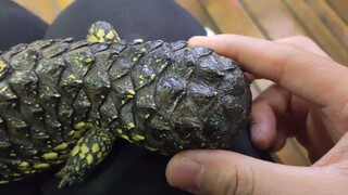 The pine cone skink tail feels about the same as a ripe avocado