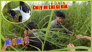 Tụi Nhỏ Cứ Ngỡ Sắp Được Ăn Mật Ong Mà Nào Ngờ Bị Cảnh Gài