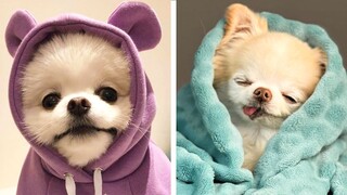 🐶That PUPPIES will make you genuinely happy while watching 🐶| Cute Puppies