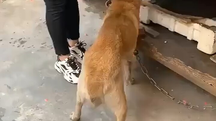Dog: This is freaking terrifying.
