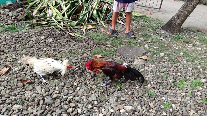 McLean Hatch VS White Kelso