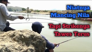 Mancing Tawes Pake Lumut - Niat Mancing Nila Tapi Rejeki Tawes