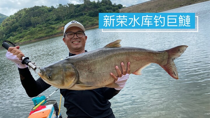 挑战新荣水库巨鰱