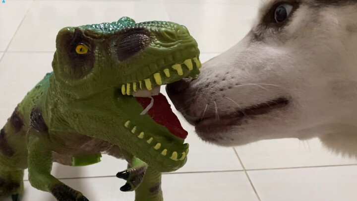 Put a piece of meat in the dinosaur model’s mouth—Pit Bull vs. Border Collie—who dares to eat it?