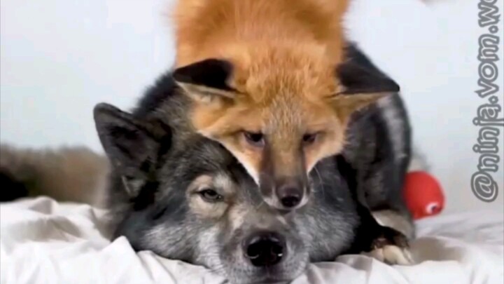 Gray Wolf x Red Fox — Who took my place? I’m not telling. Anyway, I just dug into my meal replacemen