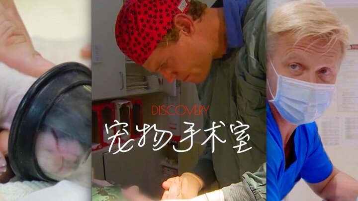 Melakukan operasi untuk hewan-hewan kecil! Setiap prosedur penuh tantangan dan risiko!