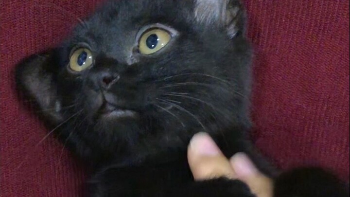 The entire process of taming the little black cat—mission accomplished!