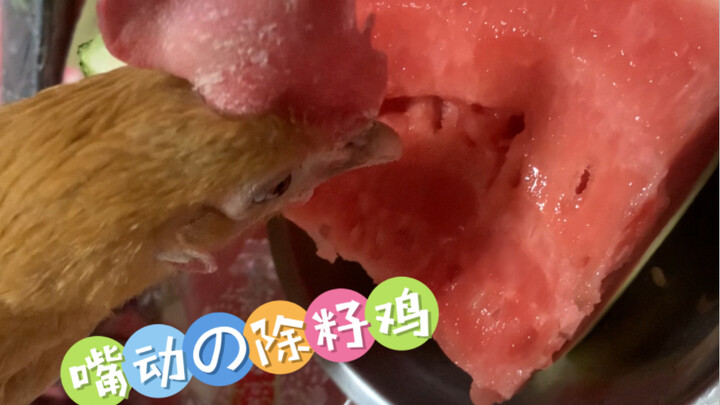 吃西瓜怕有籽？养一只除籽鸡完美解决问题！真是孝顺的小鸡呀！