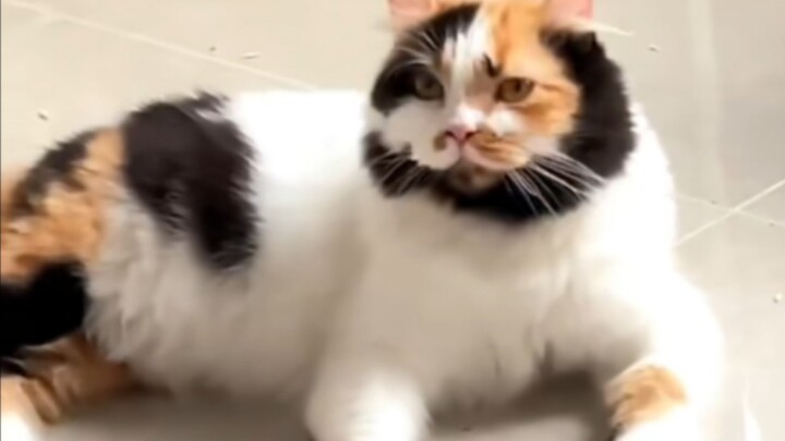 “Sebagian kucing itu dibuat dari sisa bahan, ya”