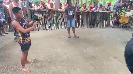 talisay vs puti