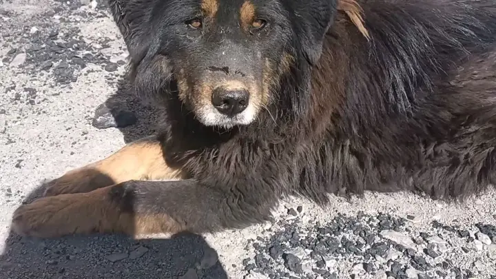[Animals]The story of Tibetan Mastiff