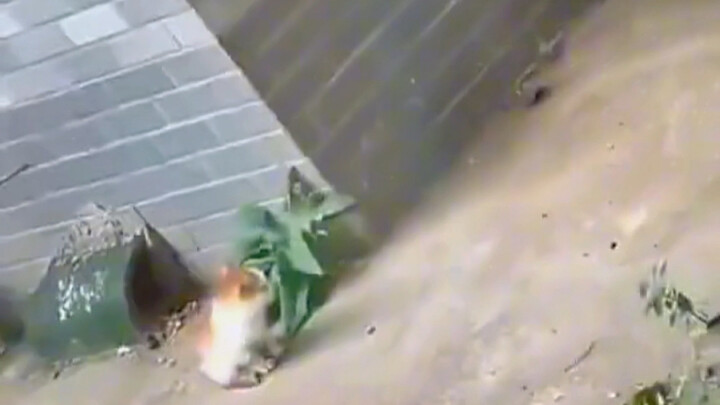 Little kitten goes missing—mom cat heads out to look for it!