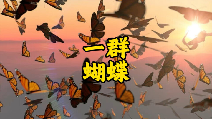 Sekumpulan kupu-kupu menggunakan kata bahasa Inggris ini untuk menyebut “kumpulan”, dan aku benar-be