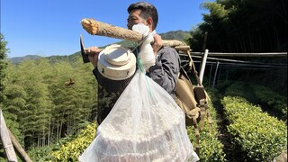 Vào cuối mùa ong, chúng tôi gặp một đàn ong cực mạnh, thu thập được hơn 1.000 con ong, cả tổ ong và 